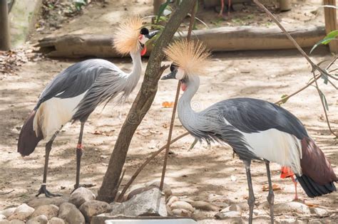 Grey Crowned Cranes In A Scenic Outdoor Setting Standing In Front Of A