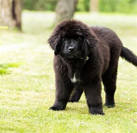 How Much Exercise Does My Newfoundland Dog Need