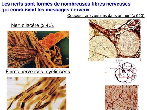 PPT Thème 3B Neurone et fibre musculaire la communication nerveuse