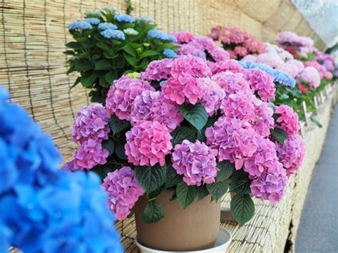 5 Must-Grow Dwarf Hydrangea Cultivars For A Narrow Border Or Garden Bed ...