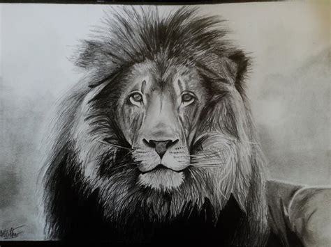 17+ Lion Drawings, Pencil Drawings, Sketches | FreeCreatives