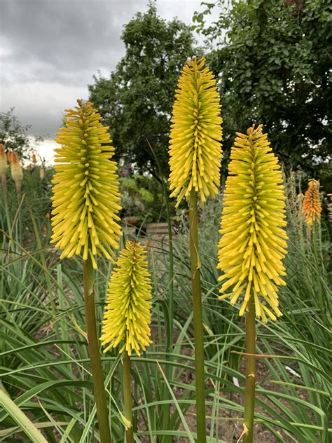 Kniphofia Dorset Sentry Andy Gladman