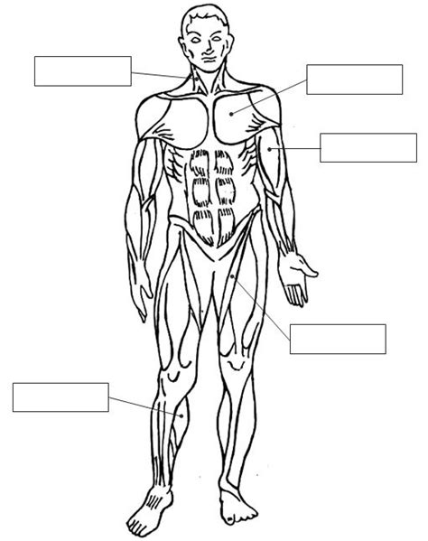 Cuentos De Don Coco FICHA DEL SISTEMA MUSCULAR PARA COLOREAR Y