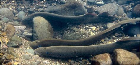 Adult Pacific Lamprey Usfws Pacific Region Flickr