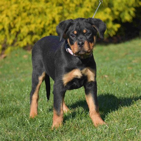 Rottweiler Puppies for Sale (Cute, Smart, & Healthy) | VIP Puppies