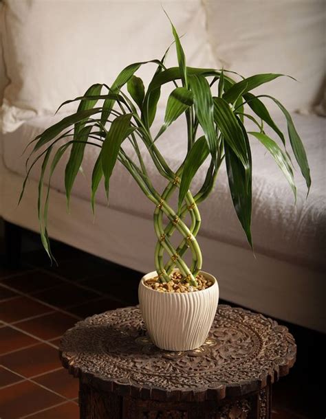 Bamboo Plant Vastu Attracting Positive Energy And Prosperity