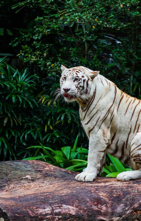 Papel De Parede Para Celular Gato Grande Tigre De Bengala Tigre