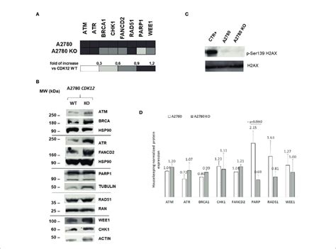 Dna Repair Gene Expression In A2780 And A2780 Cdk12 Ko Cells A