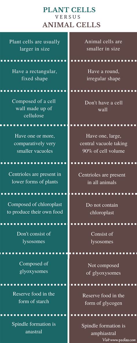 Difference Between Plant and Animal Cells | Structure, Characteristics ...