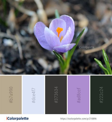 Color Palette Ideas from Flower Plant Crocus Image | iColorpalette