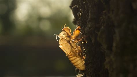 The Differences Between Periodical And Annual Cicadas Wjhl Tri