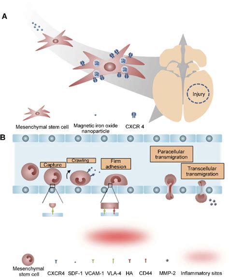 The Tumor Tropism Of Mesenchymal Stem Cells Mscs A Schematic