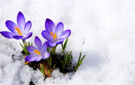 Flowers in Snow Wallpapers on WallpaperDog