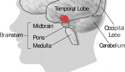 Midbrain | What is it, characteristics, location, parts, function, diseases