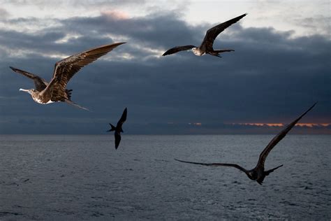 Schlafen Vögel im Flug GEO