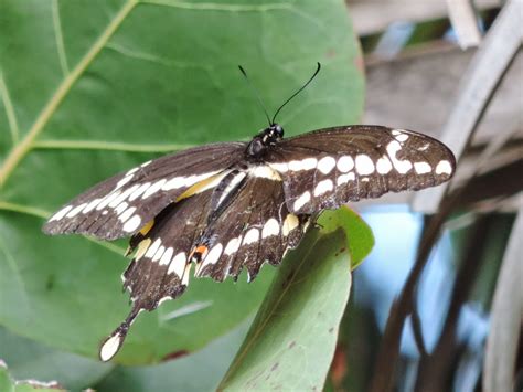 Steves Birds March 2015 Florida Butterflies