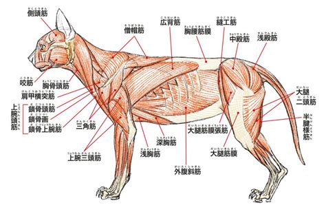 「美術解剖学」って一体何？生物の構造を理解すれば画がうまくなる Pictures