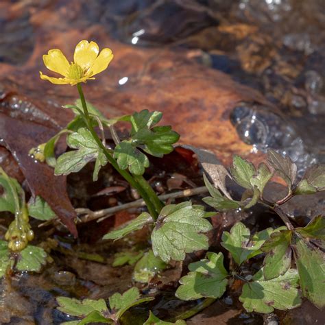 Creeping Buttercup From Rockland County Ny Usa On April At