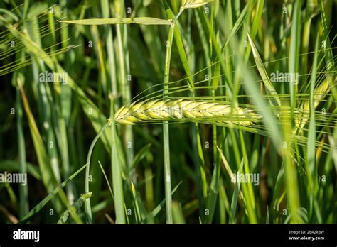 The Rye Green Growing In The Field Rye Ear Close Up Secale Cereale