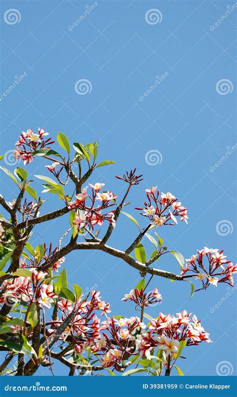 Pink Sacuanjoche stock image. Image of plumeria, nature - 39381959