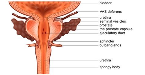 Prostate Health Aare Urocare Female Urology Urinary Incontinence