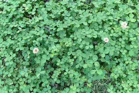 Trifolium repens