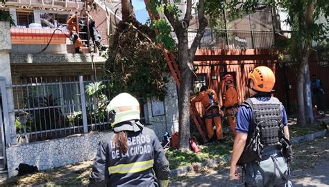 Tragedia en Saavedra un joven que podaba un árbol cayó y murió al