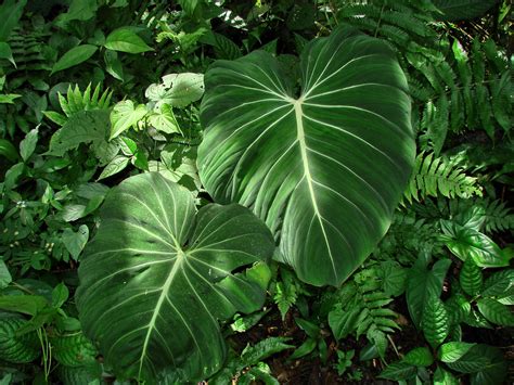 Philodendron Wallpaper