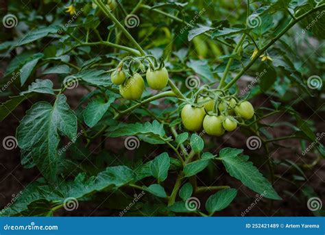 Los Tomates Verdes Sin Madurar Crecen En Un Arbusto Imagen De Archivo