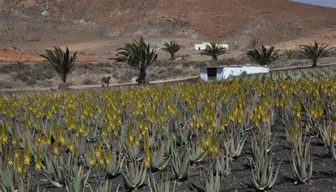 Canarias Convoca Ayudas Para Producir Aloe Vera Y Olivo