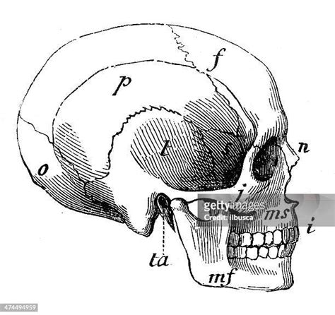 1,880 Human Skull Side View Stock Photos, High-Res Pictures, and Images ...