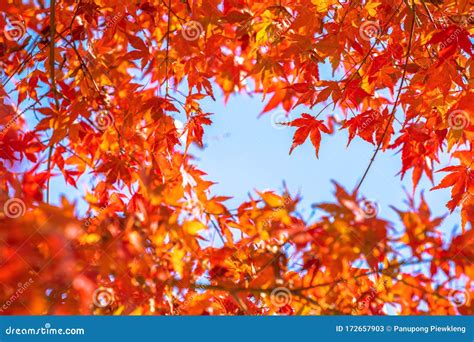 Maple Leaf Change Color in Autumn. Stock Image - Image of foliage ...