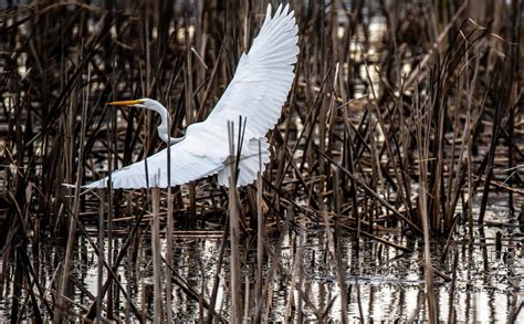 Grande Aigrette Great Egret Ardea Alba Yves Touchette Flickr