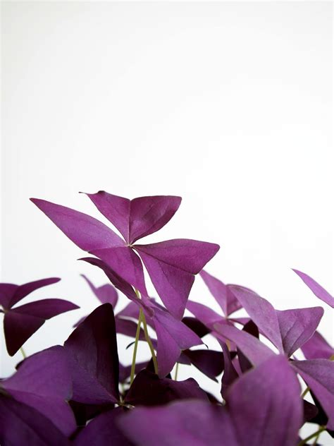 Oxalis Photos, Download The BEST Free Oxalis Stock Photos & HD Images