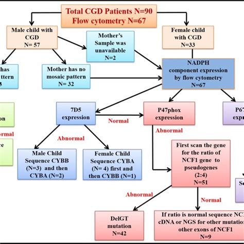 Diagnostic Algorithm For Molecular Diagnosis Of Cgd Patients At A