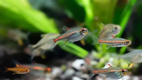 Big List Of 4 Orange Tetra Fish Ideas For Your Aquarium | TFCG