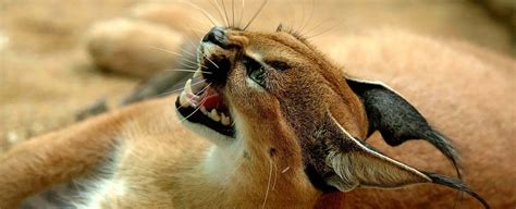 Caracal Symbolism - Spirit Animal Totems