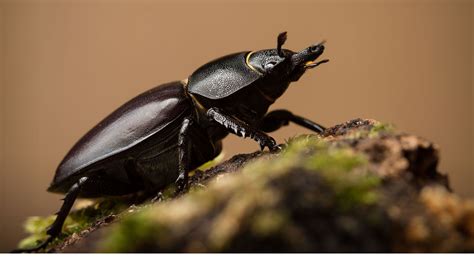 Stag Beetle Lucanus Cervus British Beetles Woodland Trust