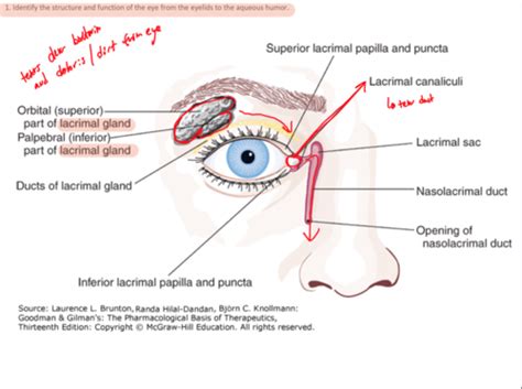 Day Ophthalmic Otic Drug Delivery Dr Sayre Flashcards Quizlet