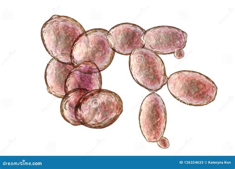 Levadura De Saccharomyces Cerevisiae Stock De Ilustraci N Ilustraci N