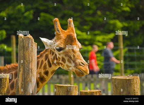 Giraffe Blair Drummond Safari Park Stirling Stirlingshire Scotland