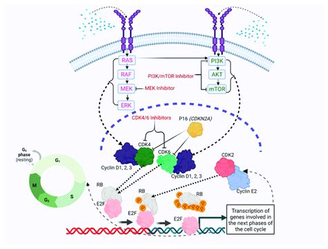 Targeting Dysregulation Of Cyclin D CDK4 6 Axis By CDK4 6 Inhibition