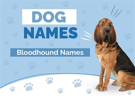 170+ Amazing Names for Your New Bloodhound | Hepper