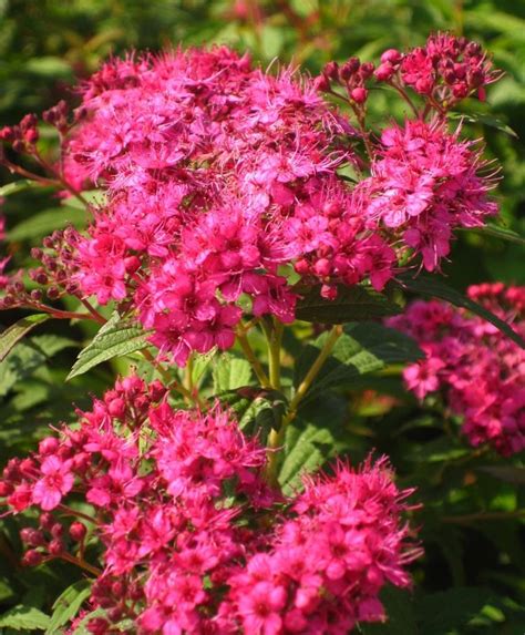 Bluehende Straeucher Fuer Den Garten