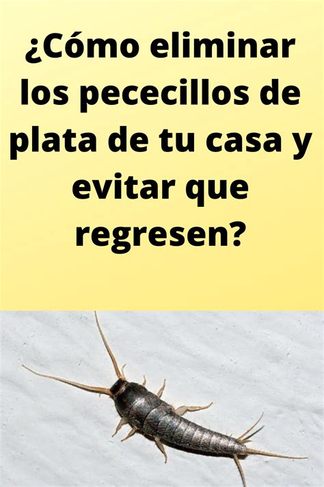 Cómo eliminar los pececillos de plata de tu casa y evitar que regresen