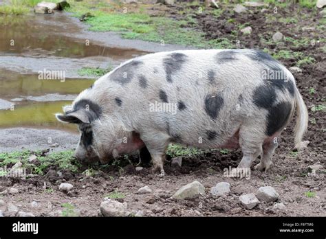 Gloucestershire old spots pig hi-res stock photography and images - Alamy