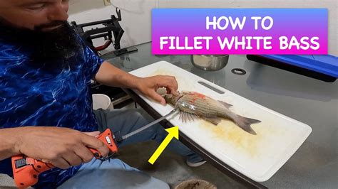 HOW TO FILLET WHITE BASS TIPS TRICKS YouTube