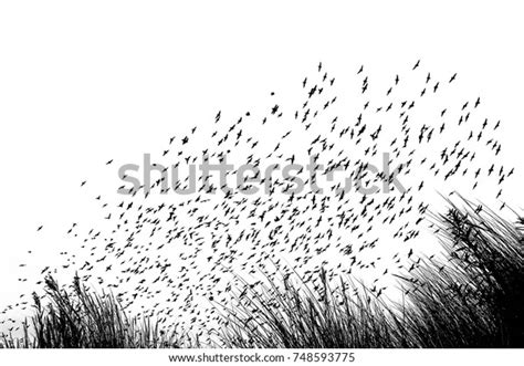 Starling Murmuration: Over 8 Royalty-Free Licensable Stock ...