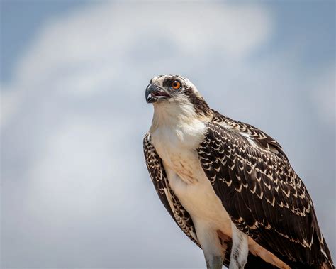 15 Facts About Osprey - Facts.net