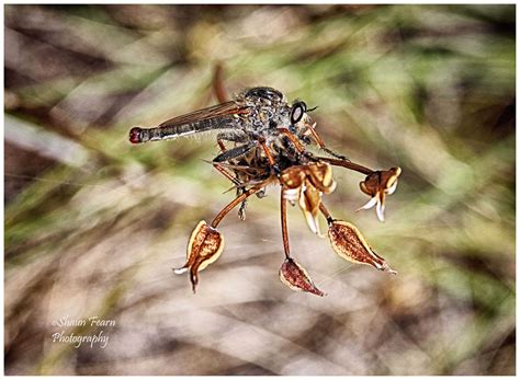 dragonfly catches bee - Pentax User Photo Gallery